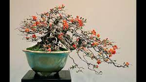 Read online books for free new release and bestseller Flowering Quince For Bonsai Youtube