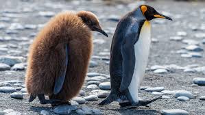Hold The Fort If You Hold The Fort You Look After A Place Or A Business While The Person Who Is Normally In Charge Is Away King Penguin Penguins Antarctica