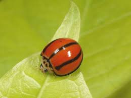 Black And White Striped Beetle Cheilomenes Propinqua Striped Ladybeetle Lady Beetle Beautiful Bugs Bugs And Insects