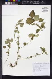 Image result for Acalypha brachystachya