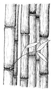Bamboo By Rob Stevenson Bamboo Drawing Drawings Tree Line Drawing