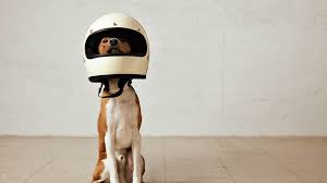 Everything you need to know about dogs, from care tips to health topics, on the dog topic center on petmd. Can Roaches Bite Dogs Clegg S Termite And Pest Control