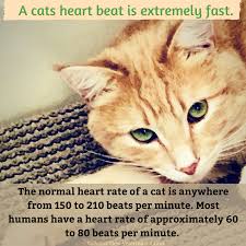 What is a normal heart rate for a cat? Fridayfact A Cat S Heart Beats 2 To 3 Cypress View Veterinary Clinic Facebook