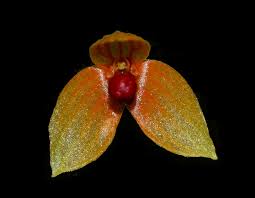 Image result for Bulbophyllum elliotii