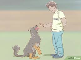 Bury plastic chicken wire or netting just under the surface. How To Stop A Dog From Digging 11 Steps With Pictures Wikihow Pet