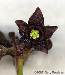 Image result for Vincetoxicum sylvaticum