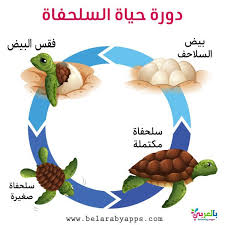رسم دورة حياة الحيوانات للاطفال مراحل نمو الحيوان بالصور بالعربي نتعلم In 2020 Mario Characters Character Animals