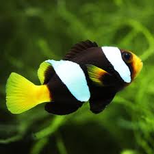 Image result for Sebaea junodii