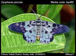 Image result for Dysphania