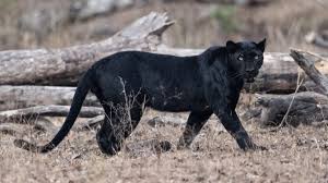 A woman from the winchester area said her son was attacked by a bobcat near humpback rock kurt speers, a ridge district ranger for the blue ridge parkway, told whsv he believed a bobcat did. Mysterious Panther Roaming The Hancock Clarion