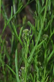 Image result for Lepidium bonariense