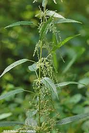 Image result for Bothriocline steetziana