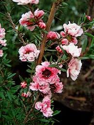 Hardy to minus 23ºc, approximately (the coldest ever recorded temperature, in 1903 is minus 25.6 degrees centigrade) from whence these trees evolved on alpine slopes in new zealand, which is the provenance of these plants. Tea Bush Australian Tea Tree New Zealand Tea Tree Manuka Myrtle Leptospermum Scoparium
