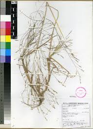 Image result for Panicum heterostachyum