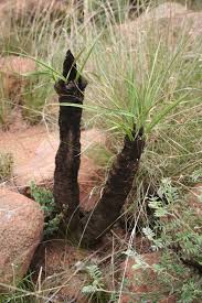 Image result for Xerophyta equisetoides