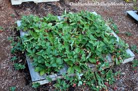 When i asked her where she got the pallets, she told me you can get them outside at any warehouse or supermarket. Pallet Gardening 101 Creating A Pallet Garden One Hundred Dollars A Month