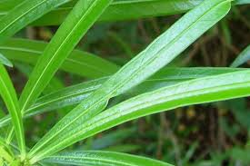 Image result for Cascabela