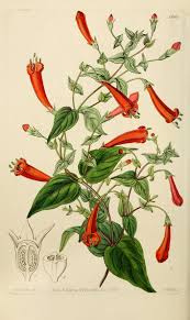 Image result for Manettia