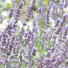 Peaceful acres has played around with multiple seasons of planting. Lavender Bliss Exploring Lavender Varieties High Country Gardens