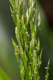 Image result for Orthoclada