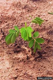 Image result for Senna obtusifolia