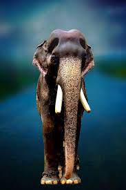Mangalamkunnu karnan is one of the famous elephants in kerala. Mangalamkunnu Karnan Hd Images Kerala Elephant Mangalamkunnu Karnan Photos