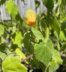 Image result for Abutilon sonneratianum