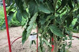 This sounds very strange, but when the tomato plant top growth exceeds the root development, the plants react by reducing leaf surface area exposed to the sun until the roots catch up. Tomato Plant Leaves Curling How To Fix It Tomato Geek