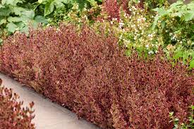 Image result for Coprosma