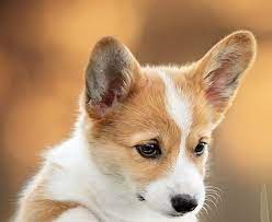 download corgi puppy pet dog cute puppy wallpaper cute dog wallpaper download swiss shepherd animals beautifu cute dog wallpaper puppy wallpaper corgi puppy