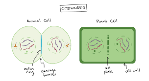 These signals act like switches to tell cells when to start dividing and later when to stop dividing. Mitosis Ch 12 Objectives From Canvas Neb Flashcards Quizlet