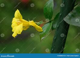 Image result for Gelsemiaceae