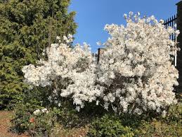 Maybe you would like to learn more about one of these? April 2020 In The Neighbourhood Ubc Botanical Garden