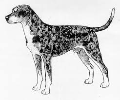 Breed Standards Louisiana Catahoula Leopard Dog United