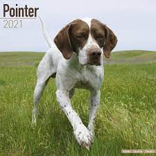 You can choose a size from 1 to 15 (which is very large). Pointer 2021 Wall Calendar Amazon De Avonside Publishing Ltd Fremdsprachige Bucher