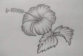 Dari berbagai macam gambar sketsa yang ada, terdapat salah satu sketsa yang banyak diminati oleh kalangan umum, yaitu sketsa bunga. Sketsa Bunga Sepatu Radea