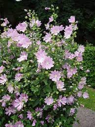 Pin On Edible Flowers