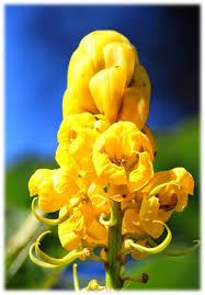 Cássia - Tenho Sede