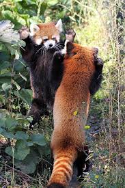 Atacama hanging poker tournament : Cute Baby Baby Animals Beautiful Sleeping Cute Baby Baby Animals Beautiful Red Panda Novocom Top