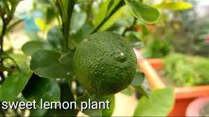 Hotels studio sweet lemon tree#. Sweet Lemon Plant Care And Grow In Pot Youtube