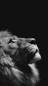 Cool Photo 207 Blackandwhiteinsectphotography Dark Wallpaper Iphone Lion Wallpaper Iphone Animal Wallpaper