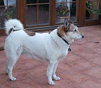 Image result for západosibiřská lajka