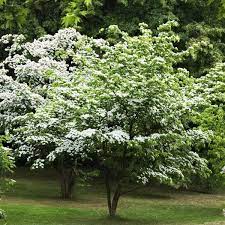 They all have simple, oval leaves, usually dark green but some garden varieties have or red leaves or leaves with white edges. Kousa Dogwood Naturehills Com