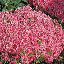 Die japanischen, immergrünen azaleen zeichnen sich durch den sehr man hat in dieser kategorisierung azaleen zusammengefasst, die in der regel aus dem. Japanische Azalee Michiko Rhododendron Obtusum Michiko