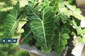 Anthurium, is a genus of about 1000 species of flowering plants, the largest genus of the arum family, araceae.general common names include anthurium, tailflower, flamingo flower, and laceleaf. Poachers Beware Collecting These 10 Plant Species From The Wild Is Against The Law Abs Cbn News