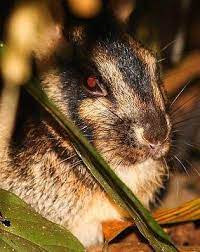 Sumatran Rabbit The Only Striped Rabbit Rabbit Rabbit Photos Rare Rabbit
