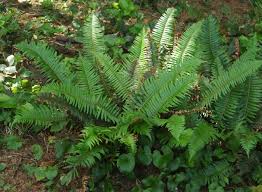 Image result for Polystichum