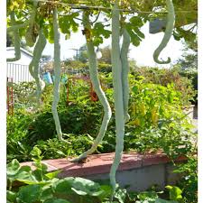 Other names for snake gourd include serpent gourd, chichinga and padwal. Snake Gourd Long Traditional Seeds Gardenhunt