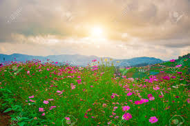 12,098 free images of flower field. Beautiful Field Flowers Pink And Green Background Season Winter Stock Photo Picture And Royalty Free Image Image 110598175