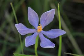 Image result for Pleurostylia capensis